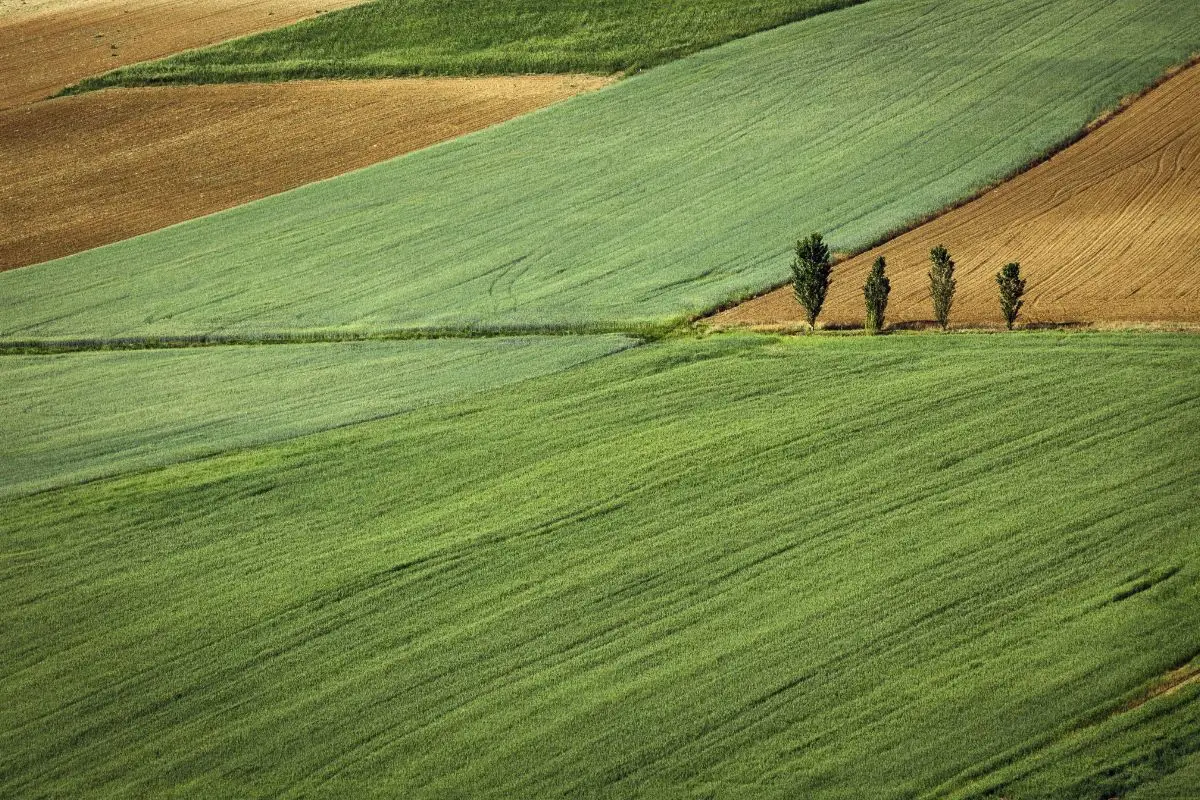 Terreno agricolo inutilizzato? Scopri la nuova strategia Coldiretti per trasformarlo in una rendita stabile Terreno agricolo inutilizzato? Scopri la nuova strategia Coldiretti per trasformarlo in una rendita stabile