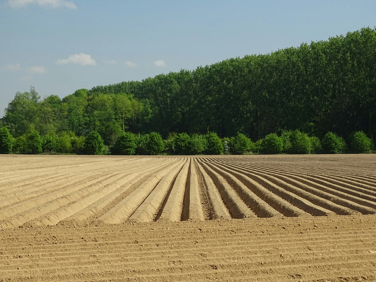 Terreno agricolo inutilizzato? Scopri la nuova strategia Coldiretti per trasformarlo in una rendita stabile Terreno agricolo inutilizzato? Scopri la nuova strategia Coldiretti per trasformarlo in una rendita stabile