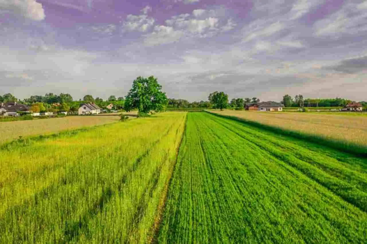 Terreno agricolo inutilizzato? Scopri la nuova strategia Coldiretti per trasformarlo in una rendita stabile Terreno agricolo inutilizzato? Scopri la nuova strategia Coldiretti per trasformarlo in una rendita stabile