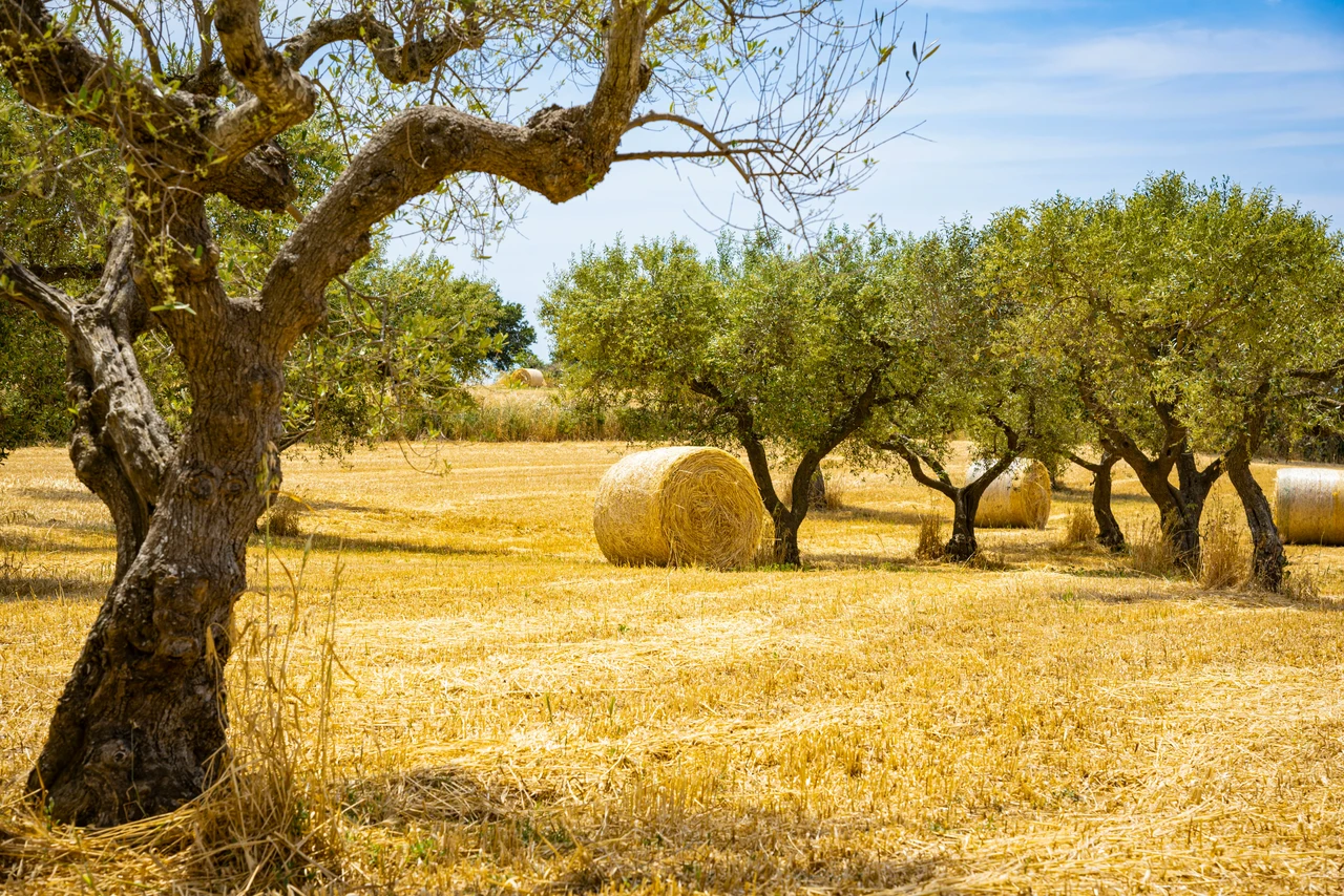 Terreno agricolo inutilizzato? Scopri la nuova strategia Coldiretti per trasformarlo in una rendita stabile Terreno agricolo inutilizzato? Scopri la nuova strategia Coldiretti per trasformarlo in una rendita stabile