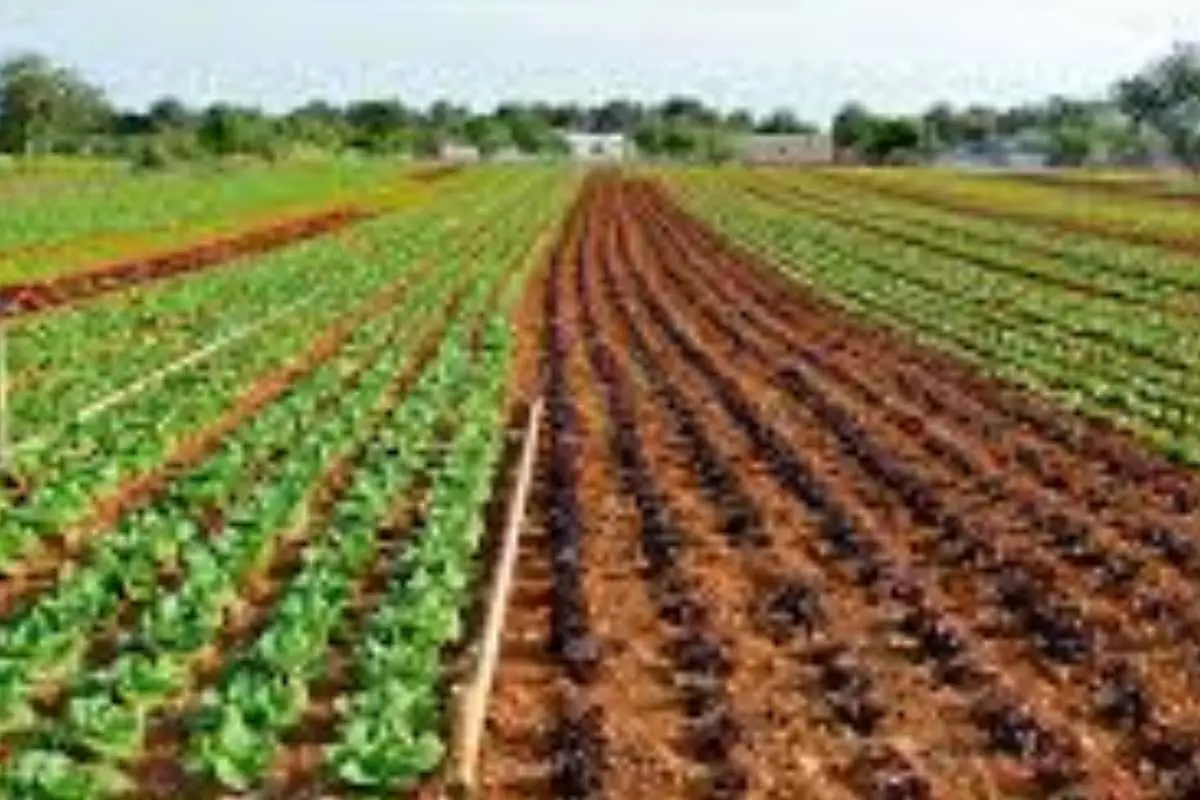 Terreno agricolo inutilizzato? La nuova strategia per trasformarlo subito in una rendita stabile Terreno agricolo inutilizzato? La nuova strategia per trasformarlo subito in una rendita stabile